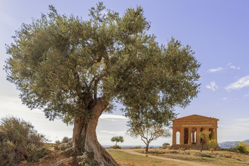 Obraz premium Agrigento - Valle dei Templi