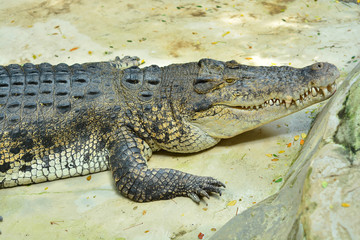 Large crocodile.