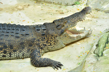 Large crocodile.
