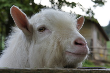 Fototapeta premium 山羊