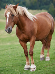 Obraz na płótnie Canvas Brown horse