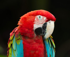 Fototapeta premium Macaws parrots
