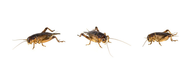 Brown cricket