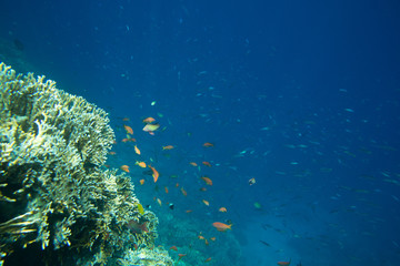 Obraz na płótnie Canvas Coral Sea