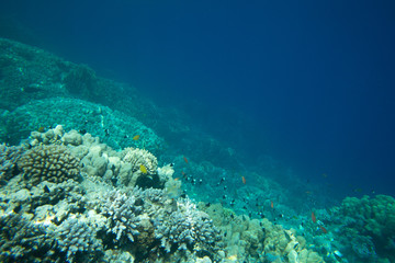 Naklejka na ściany i meble Coral Sea