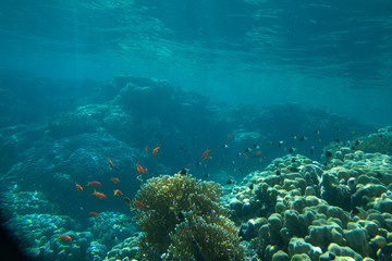 Naklejka na ściany i meble Coral Sea
