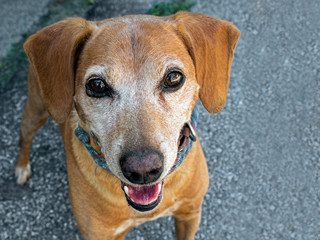 Small brown dog, mongrel, in street