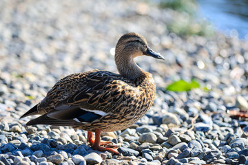 duck stand on the beach