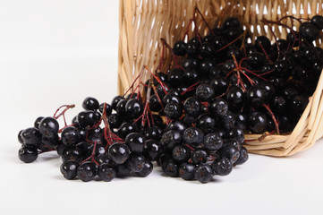 Black chokeberry