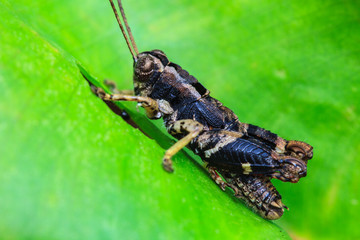 Grasshopper perching on a leaf
