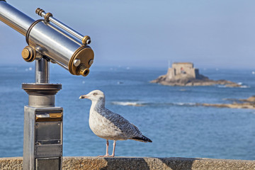 Sea ​​bird near of tourist telescope in Saint-Malo, France