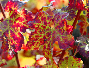 Fototapeta premium red vine leaves in vineyard in autumn