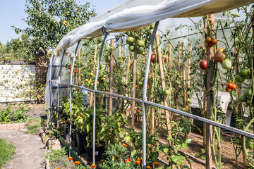 tomatoes in a green house