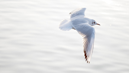 Möwe