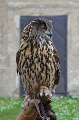 Eurasian Eagle Owl (Bubo bubo)