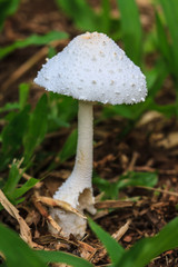 close up mushroom in deep forest