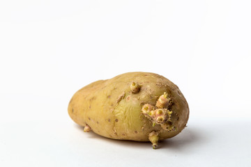 old potato