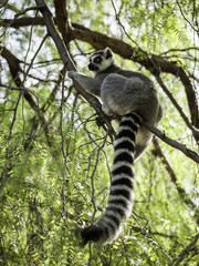 ring-tailed lemur (lemur catta)
