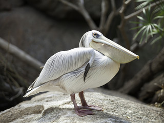 pelican portrait
