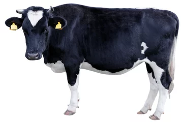 Foto auf Leinwand Holsteiner Kuh © erhanbesimoglu