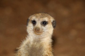 Meerkat portrait