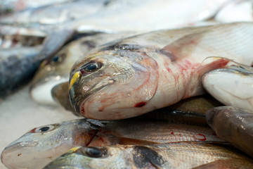 Fischmarkt