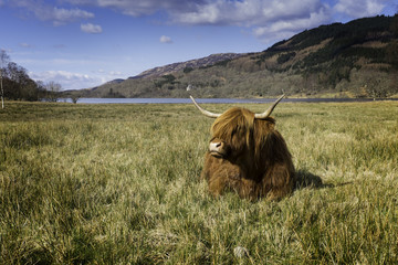 Highland Cow