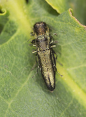 Agrilus, Buprestideae mating on leaf