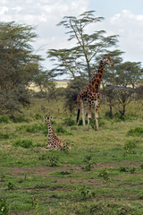 Fototapeta premium Giraffe