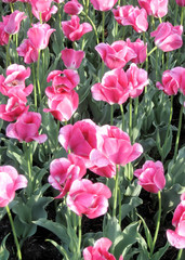 Ottawa the pink tulips 2008