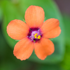 Scarlet Pimpernel