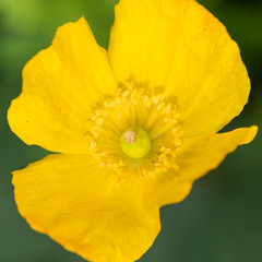Welsh Poppy Yellow