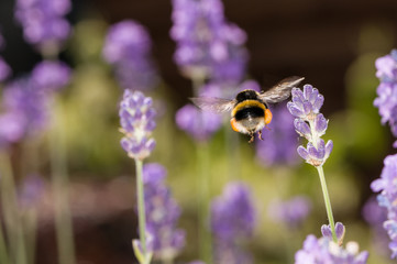 Red-tailed bee in flight