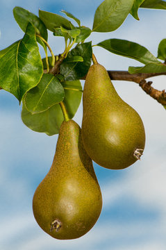 Conference Pear Fruit