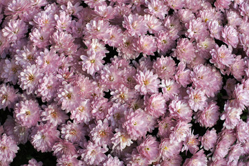 astern, herbstblumen