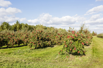 Fototapeta na wymiar An apple orchard