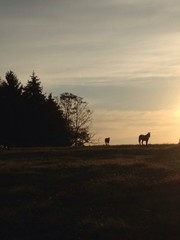 sunrise in field
