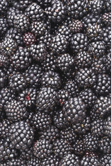 blackberries background