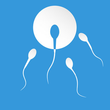 Human sperm cell and male fertility