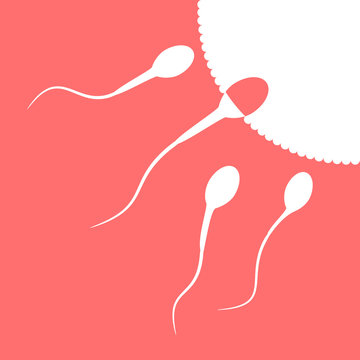 Human Sperm Cell And Male Fertility