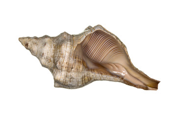 Sea Shell