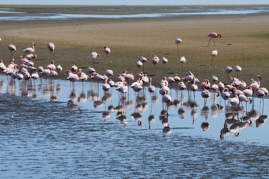 Flamingos in der Lagune bei Walvisbay