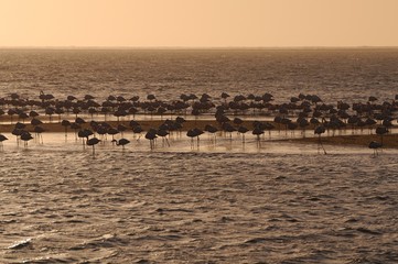 Flamingos (Phoenicopteridae) im Abendlicht bei Walvisbay