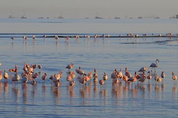 Fototapeta na wymiar Flamingo (Phoenicopteridae) in der Lagune von Walvisbay