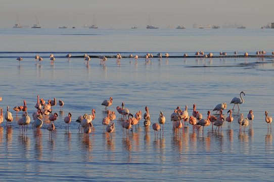 Flamingo (Phoenicopteridae) in der Lagune von Walvisbay