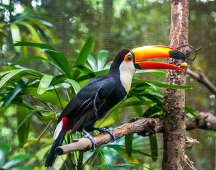 Exotic parrots sit on a branch, wildlife © seqoya