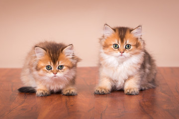 British shorthair cat