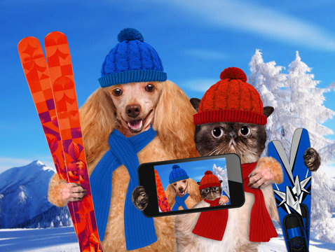 Cat and dog hats taking a selfie together with a smartphone