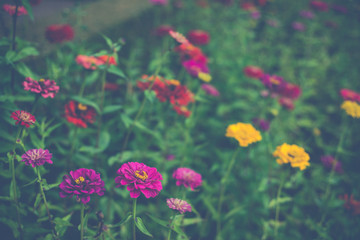 Obraz na płótnie Canvas Colorful Dalia flowers background