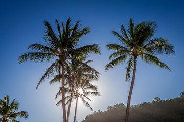 Sun through the palm tree